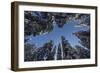 Fir Full of Snow in Bright Sunshine Photographed from Below-Niki Haselwanter-Framed Photographic Print