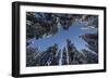 Fir Full of Snow in Bright Sunshine Photographed from Below-Niki Haselwanter-Framed Photographic Print