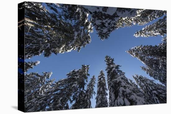 Fir Full of Snow in Bright Sunshine Photographed from Below-Niki Haselwanter-Stretched Canvas