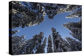 Fir Full of Snow in Bright Sunshine Photographed from Below-Niki Haselwanter-Stretched Canvas