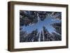 Fir Full of Snow in Bright Sunshine Photographed from Below-Niki Haselwanter-Framed Photographic Print