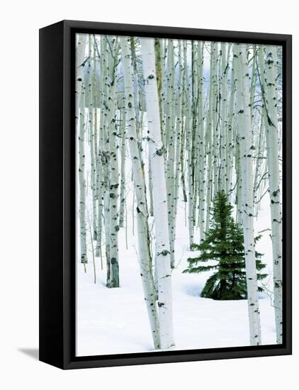 Fir in Aspen grove, Dixie National Forest, Utah, USA-Charles Gurche-Framed Stretched Canvas