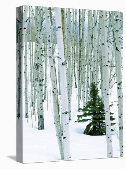 Fir in Aspen grove, Dixie National Forest, Utah, USA-Charles Gurche-Stretched Canvas