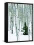 Fir in Aspen grove, Dixie National Forest, Utah, USA-Charles Gurche-Framed Stretched Canvas