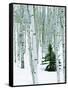 Fir in Aspen grove, Dixie National Forest, Utah, USA-Charles Gurche-Framed Stretched Canvas