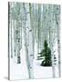 Fir in Aspen grove, Dixie National Forest, Utah, USA-Charles Gurche-Stretched Canvas