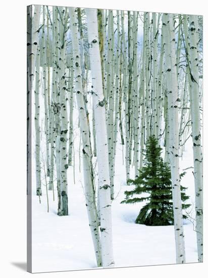 Fir in Aspen grove, Dixie National Forest, Utah, USA-Charles Gurche-Stretched Canvas
