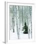 Fir in Aspen grove, Dixie National Forest, Utah, USA-Charles Gurche-Framed Premium Photographic Print