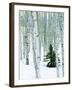 Fir in Aspen grove, Dixie National Forest, Utah, USA-Charles Gurche-Framed Premium Photographic Print