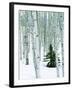 Fir in Aspen grove, Dixie National Forest, Utah, USA-Charles Gurche-Framed Premium Photographic Print