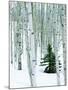 Fir in Aspen grove, Dixie National Forest, Utah, USA-Charles Gurche-Mounted Premium Photographic Print