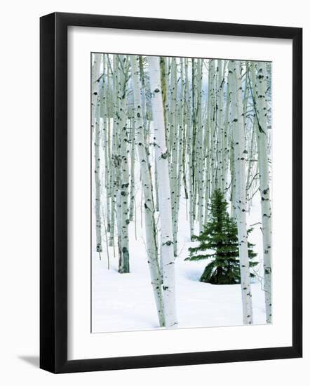 Fir in Aspen grove, Dixie National Forest, Utah, USA-Charles Gurche-Framed Photographic Print