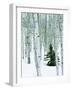 Fir in Aspen grove, Dixie National Forest, Utah, USA-Charles Gurche-Framed Photographic Print