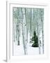 Fir in Aspen grove, Dixie National Forest, Utah, USA-Charles Gurche-Framed Photographic Print