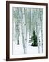 Fir in Aspen grove, Dixie National Forest, Utah, USA-Charles Gurche-Framed Photographic Print