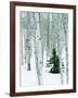 Fir in Aspen grove, Dixie National Forest, Utah, USA-Charles Gurche-Framed Photographic Print