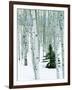 Fir in Aspen grove, Dixie National Forest, Utah, USA-Charles Gurche-Framed Photographic Print