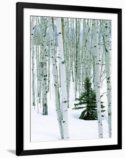 Fir in Aspen grove, Dixie National Forest, Utah, USA-Charles Gurche-Framed Photographic Print