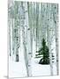 Fir in Aspen grove, Dixie National Forest, Utah, USA-Charles Gurche-Mounted Photographic Print