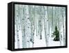 Fir in Aspen grove, Dixie National Forest, Utah, USA-Charles Gurche-Framed Stretched Canvas