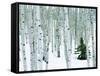 Fir in Aspen grove, Dixie National Forest, Utah, USA-Charles Gurche-Framed Stretched Canvas