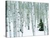 Fir in Aspen grove, Dixie National Forest, Utah, USA-Charles Gurche-Stretched Canvas