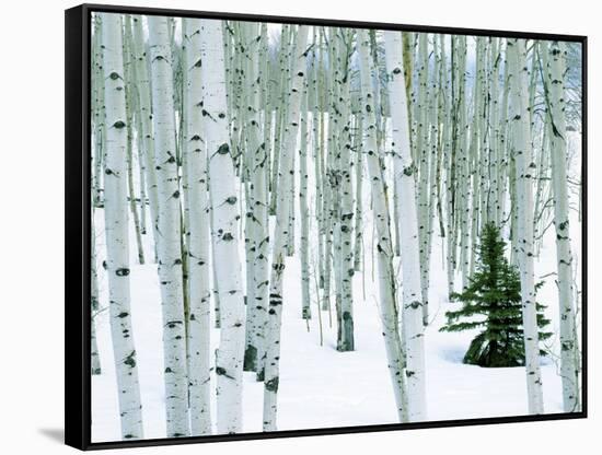 Fir in Aspen grove, Dixie National Forest, Utah, USA-Charles Gurche-Framed Stretched Canvas