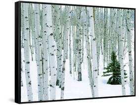 Fir in Aspen grove, Dixie National Forest, Utah, USA-Charles Gurche-Framed Stretched Canvas