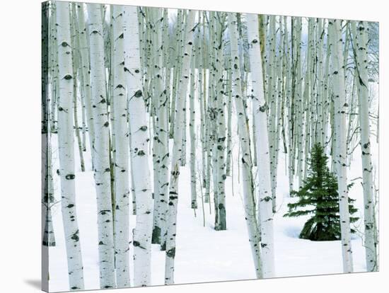 Fir in Aspen grove, Dixie National Forest, Utah, USA-Charles Gurche-Stretched Canvas