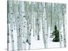 Fir in Aspen grove, Dixie National Forest, Utah, USA-Charles Gurche-Stretched Canvas