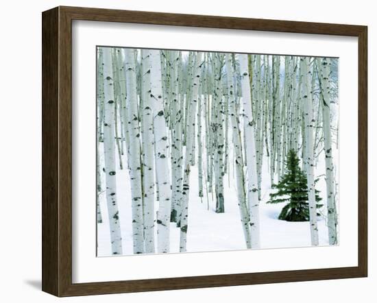 Fir in Aspen grove, Dixie National Forest, Utah, USA-Charles Gurche-Framed Premium Photographic Print