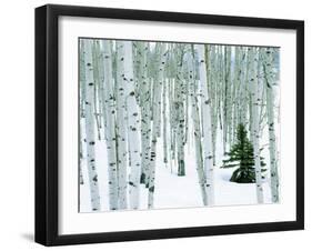 Fir in Aspen grove, Dixie National Forest, Utah, USA-Charles Gurche-Framed Premium Photographic Print