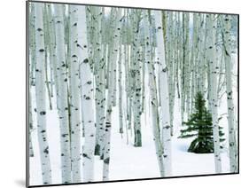 Fir in Aspen grove, Dixie National Forest, Utah, USA-Charles Gurche-Mounted Premium Photographic Print