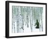 Fir in Aspen grove, Dixie National Forest, Utah, USA-Charles Gurche-Framed Photographic Print