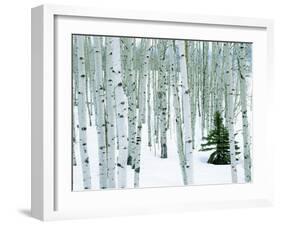 Fir in Aspen grove, Dixie National Forest, Utah, USA-Charles Gurche-Framed Photographic Print