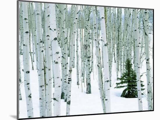 Fir in Aspen grove, Dixie National Forest, Utah, USA-Charles Gurche-Mounted Photographic Print