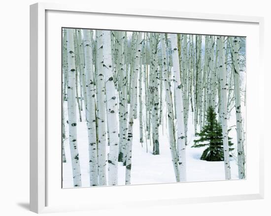 Fir in Aspen grove, Dixie National Forest, Utah, USA-Charles Gurche-Framed Photographic Print