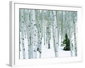 Fir in Aspen grove, Dixie National Forest, Utah, USA-Charles Gurche-Framed Photographic Print