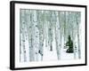 Fir in Aspen grove, Dixie National Forest, Utah, USA-Charles Gurche-Framed Photographic Print