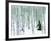 Fir in Aspen grove, Dixie National Forest, Utah, USA-Charles Gurche-Framed Photographic Print