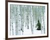 Fir in Aspen grove, Dixie National Forest, Utah, USA-Charles Gurche-Framed Photographic Print