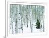 Fir in Aspen grove, Dixie National Forest, Utah, USA-Charles Gurche-Framed Photographic Print