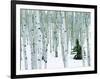 Fir in Aspen grove, Dixie National Forest, Utah, USA-Charles Gurche-Framed Photographic Print