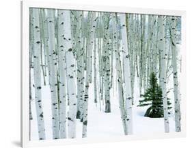 Fir in Aspen grove, Dixie National Forest, Utah, USA-Charles Gurche-Framed Photographic Print