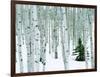 Fir in Aspen grove, Dixie National Forest, Utah, USA-Charles Gurche-Framed Photographic Print