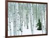 Fir in Aspen grove, Dixie National Forest, Utah, USA-Charles Gurche-Framed Photographic Print