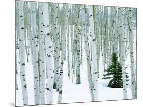 Fir in Aspen grove, Dixie National Forest, Utah, USA-Charles Gurche-Mounted Photographic Print