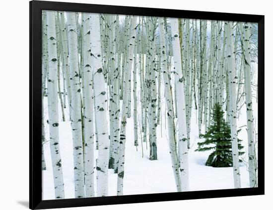 Fir in Aspen grove, Dixie National Forest, Utah, USA-Charles Gurche-Framed Photographic Print