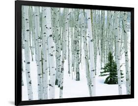 Fir in Aspen grove, Dixie National Forest, Utah, USA-Charles Gurche-Framed Photographic Print