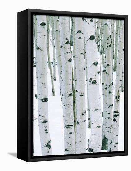 Fir in Aspen grove, Dixie National Forest, Utah, USA-Charles Gurche-Framed Stretched Canvas